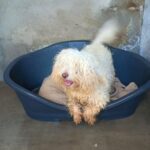 Salvado un perro llegado en patera a Ibiza