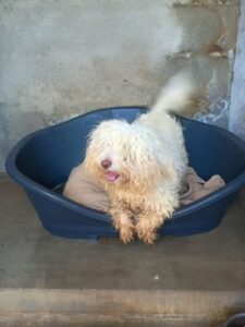 Salvado un perro llegado en patera a Ibiza