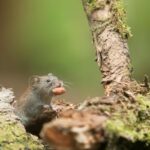 Hantavirus