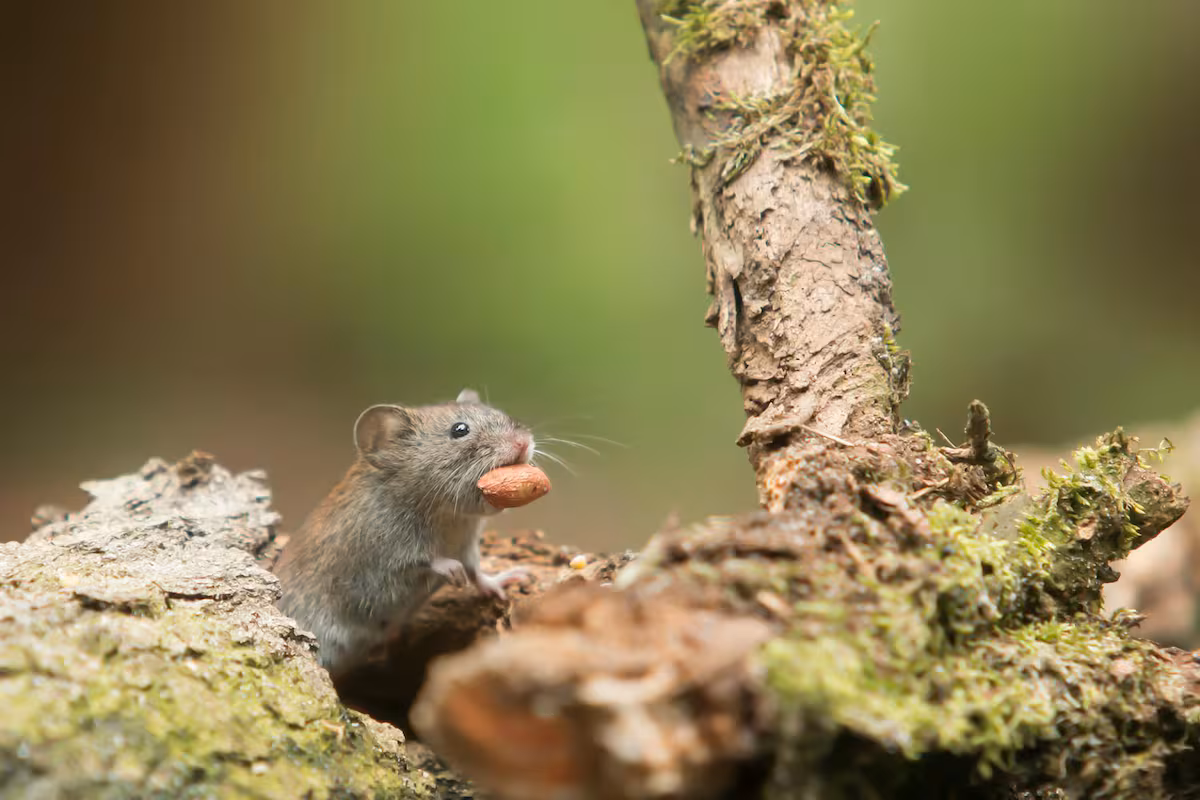 Hantavirus