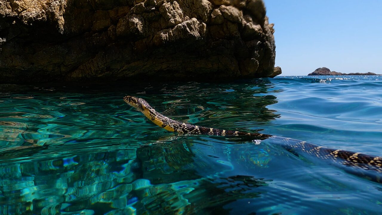 La serpiente l&aacute;tigo de herradura (Hemorrhois hippocrepis) apareci&oacute; por primera vez en Ibiza hace dos d&eacute;cadas (Cr&eacute;dito: The Guardian / Rub&eacute;n Casas)