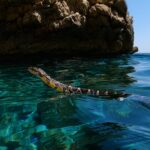 La serpiente l&aacute;tigo de herradura (Hemorrhois hippocrepis) apareci&oacute; por primera vez en Ibiza hace dos d&eacute;cadas (Cr&eacute;dito: The Guardian / Rub&eacute;n Casas)
