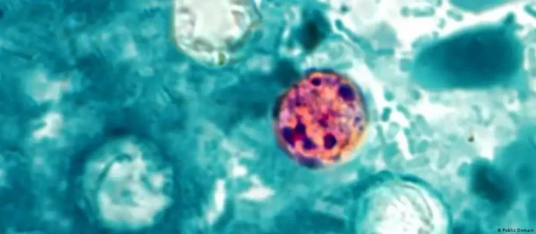 Cyclospora, el par&aacute;sito que preocupa en Estados Unidos