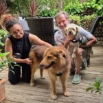 Multa de 10.000 euros en Ibiza por abandonar a un golden retriever