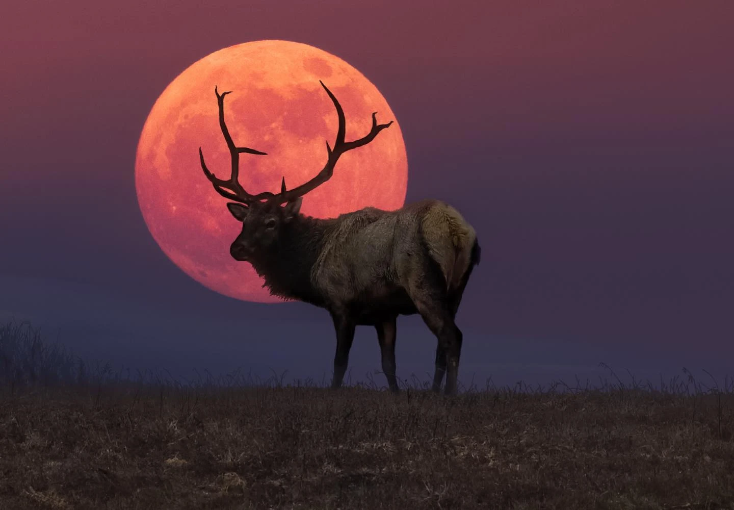 Luna del Ciervo 2026