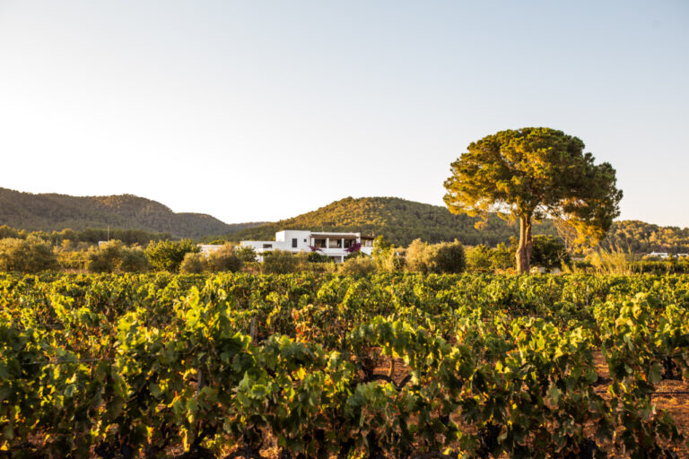 Vina-Pinos-y-Bodega-Can-Rich-2