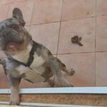 Denuncian que un cachorro pasa los días atado bajo el calor en Ibiza