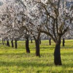 Almendros del Pla de Corona