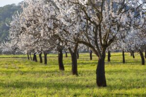 Almendros del Pla de Corona