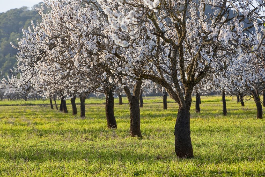 Almendros del Pla de Corona