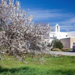 La floraci&oacute;n de los almendros del Pla de Corona