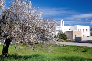 La floraci&oacute;n de los almendros del Pla de Corona