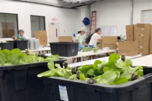 Investigan si un tipo de lechuga causó el brote de diarrea explosiva