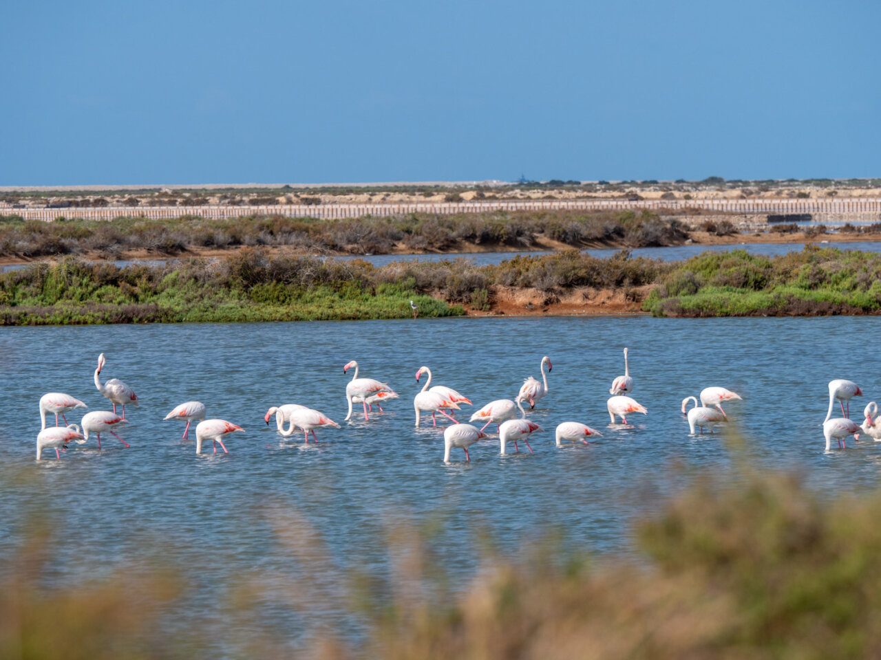 Flamencos de Ses Salines