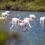 D&oacute;nde ver flamencos en Ibiza: cu&aacute;ndo ir, c&oacute;mo colocarse y qu&eacute; llevar