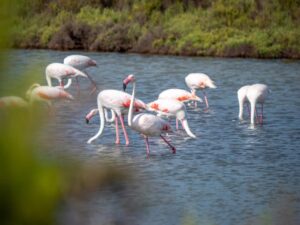 Flamencos de Ses Salines