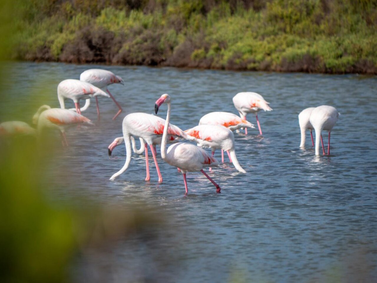 Flamencos de Ses Salines