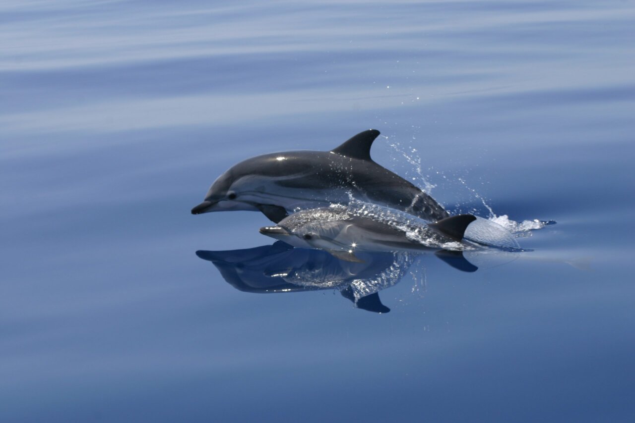 Delfines en Ibiza