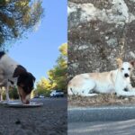 Perros abandonados junto a una carretera en Ibiza