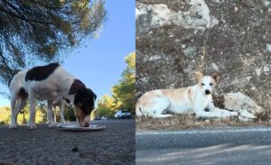 Perros abandonados junto a una carretera en Ibiza