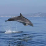 Delfines en Ibiza: cuándo y dónde verlos y por qué el invierno es mejor que el verano