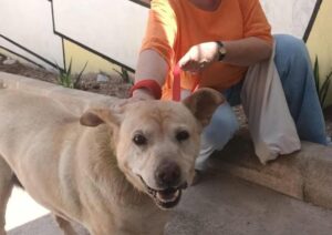 Kali, la perra abandonada en Ibiza