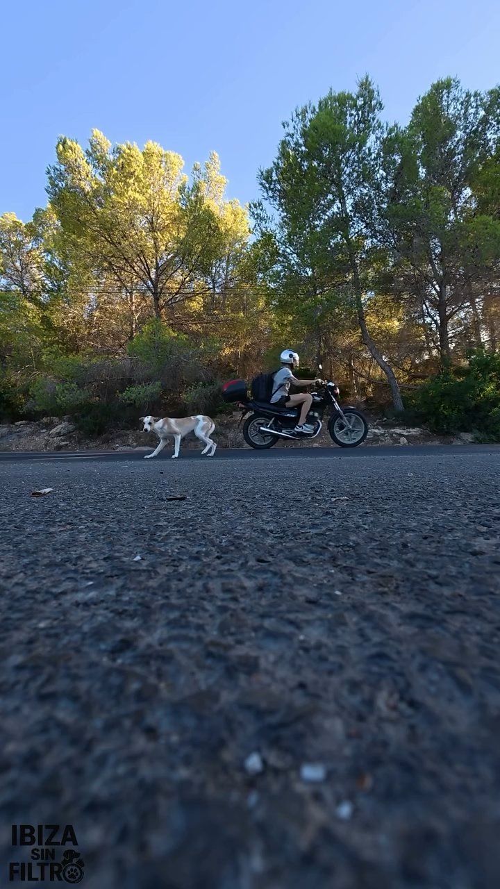 Perros abandonados junto a una carretera en Ibiza
