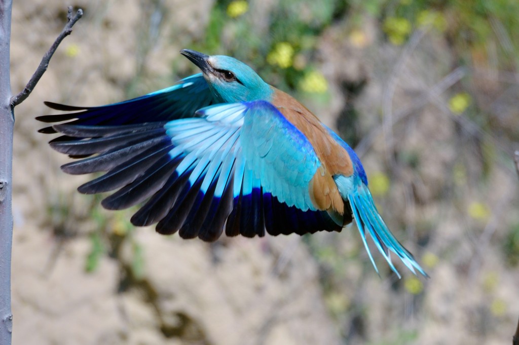 Carraca europea