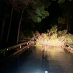 Árboles caídos, rayos y casi 39 litros en una hora: Ibiza bajo alerta por lluvias