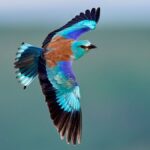 Carraca europea