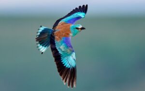 Carraca europea