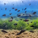 El secreto del agua cristalina de Ibiza está bajo el mar: una planta milenaria protegida por la UNESCO