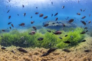 Posidonia oce&aacute;nica